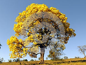 Large yellow tree. IpÃÂª. yellow tree covered in flowers. (Handroanthus albus) photo