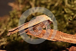 Large yellow underwing moth.