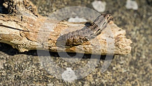 Large Yellow Underwing moth caterpillar Noctua Pronuba sitting on dry wood. Close-up of big brown caterpillar.