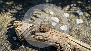 Large Yellow Underwing moth caterpillar Noctua Pronuba sitting on dry wood. Close-up of big brown caterpillar