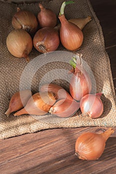 Large yellow unpeeled onion on a dark wooden background.