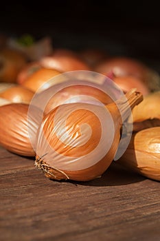 Large yellow unpeeled onion on a dark wooden background. The unique natural antibiotic of the bulbous vegetable Allium cepa