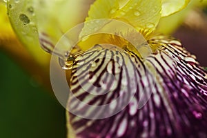 Large yellow-violet iris flower in macro photo. raindrops on the plant, soft selective focus