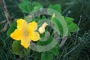 A large yellow zucchini flower in the garden. Flowering of vegetable crops, growing cucumber, pumpkin in the garden. Seedling,