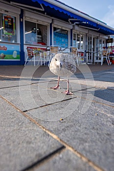Large young sea gull on floor, close up