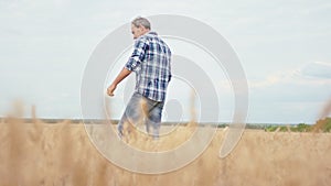 In a large young wheat field walking through the wheat a old farmer man he concentrated analyzing the wheat how is