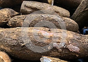 Large yucas or cassava root stacked on the shelf of a supermarket