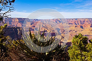 A Large Yucca on the Grand Canyon Rim