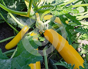 Large zucchini in the garden bed