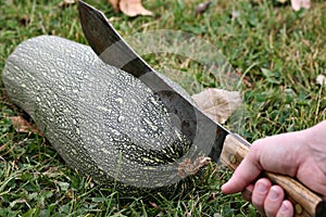 Large zucchini and knife