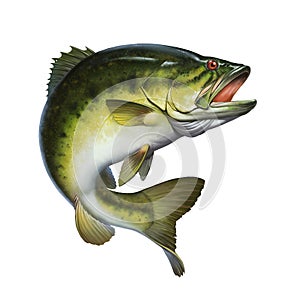 Larged bass jumps out of water isolate realistic illustration. photo