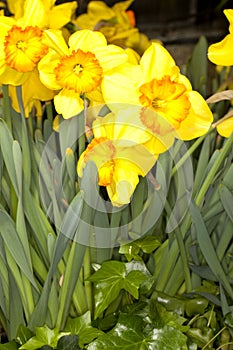 Larged-cupped Daffodil -Delebes- (Narcissus sp)