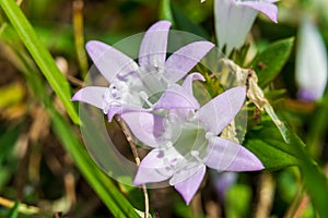 Largeflower pusley Richardia grandiflora, nicknamed Florida Snow, macro - Pine Island Ridge, Davie, Florida, USA