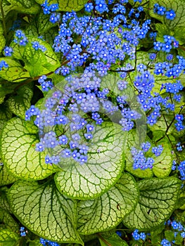 Largeleaf Brunnera Forget-Me-Not Tiny Blue Flower Heart Leaf photo