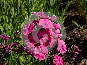 Largeleaf phlox (Phlox amplifolia Britton) \'Tehumseh\' flowering with pink flowers in the garden in late