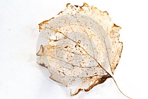 Largely decomposed leaf