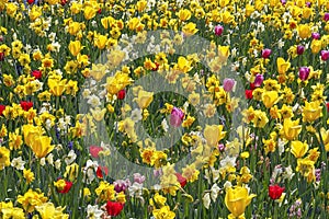 A largely yellow flower bed with yellow daffodils and tulips, white daffodils and red tulips