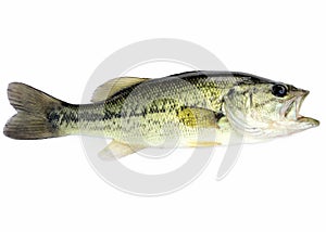 Largemouth Bass photo