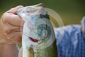 Largemouth bass