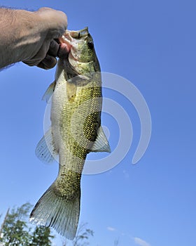 Largemouth Bass photo