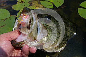 Large Mouth Bass Fishing Lure photo