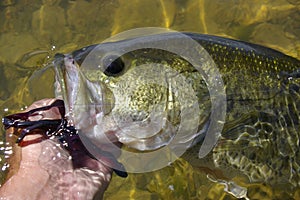 Large Mouth Bass Fishing Lure photo