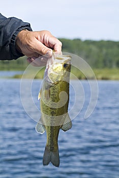 Largemouth bass