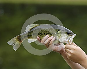 Largemouth Bass