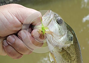 Largemouth bass caught on wet fly