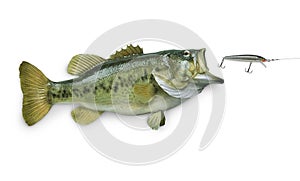 Largemouth bass chasing lure on white