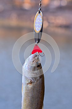 Largemouth Bass fish