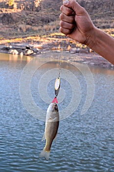 Largemouth Bass fish