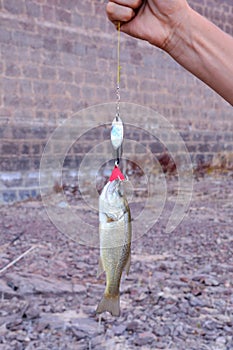 Largemouth Bass fish