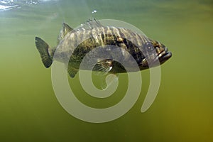Largemouth bass fish photo
