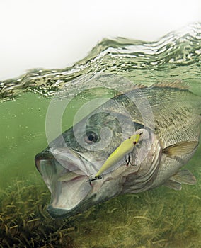 Largemouth bass fish fighting for freedom