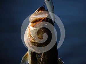 Largemouth bass fish on hook photo