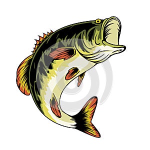 largemouth bass fish illustration