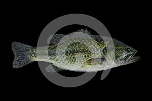 Largemouth bass fish isolated on black background