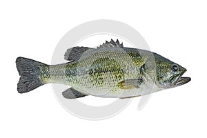 Largemouth bass fish isolated on white background