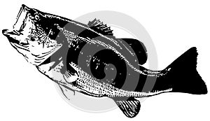 Largemouth bass fish on white background