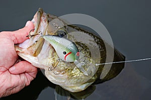 Largemouth Bass Fishing Crankbait Lure photo