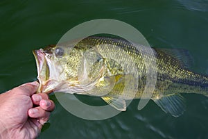 Largemouth Bass Fishing photo