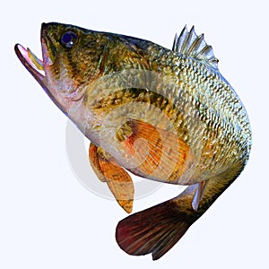 Largemouth Bass Game Fish