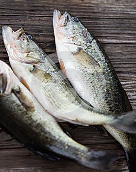 Largemouth bass on a gray cuttingboard