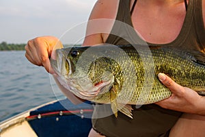 Large Mouth Bass Held By a Woman photo