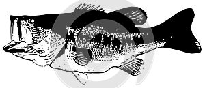 Largemouth bass fish on white background photo