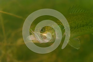 Largemouth bass Micropterus salmoides with big wide open mouth