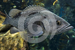 Largemouth bass Micropterus salmoides ,close up