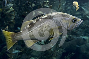 Largemouth bass Micropterus salmoides ,close up detail