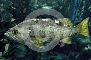 Largemouth bass Micropterus salmoides ,close up detail